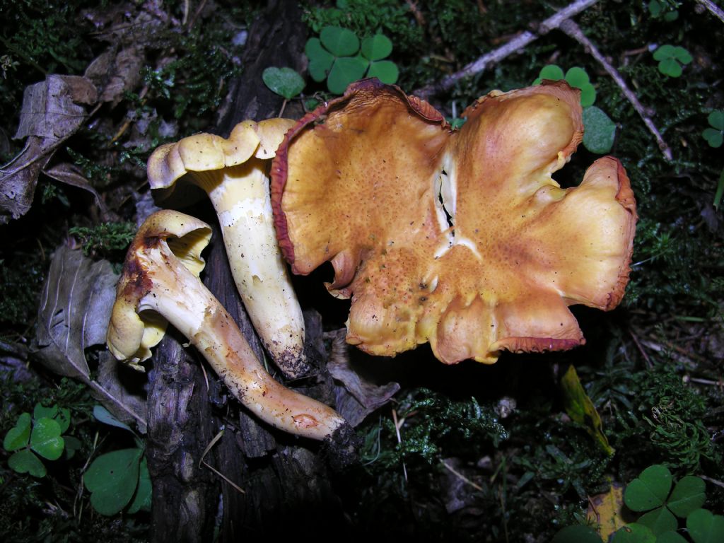 Alcuni Cantharellus di quest''anno.